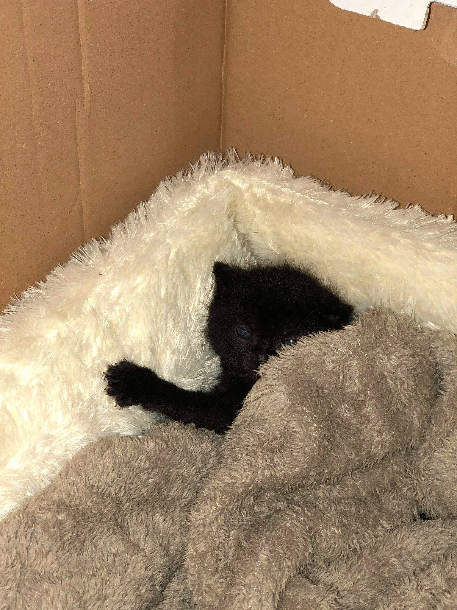 Baboune a rejoint le concours — aidez-le/la à gagner de superbes lots ! cat, fur, linens, room, small_to_medium_sized_cats, tail, textile