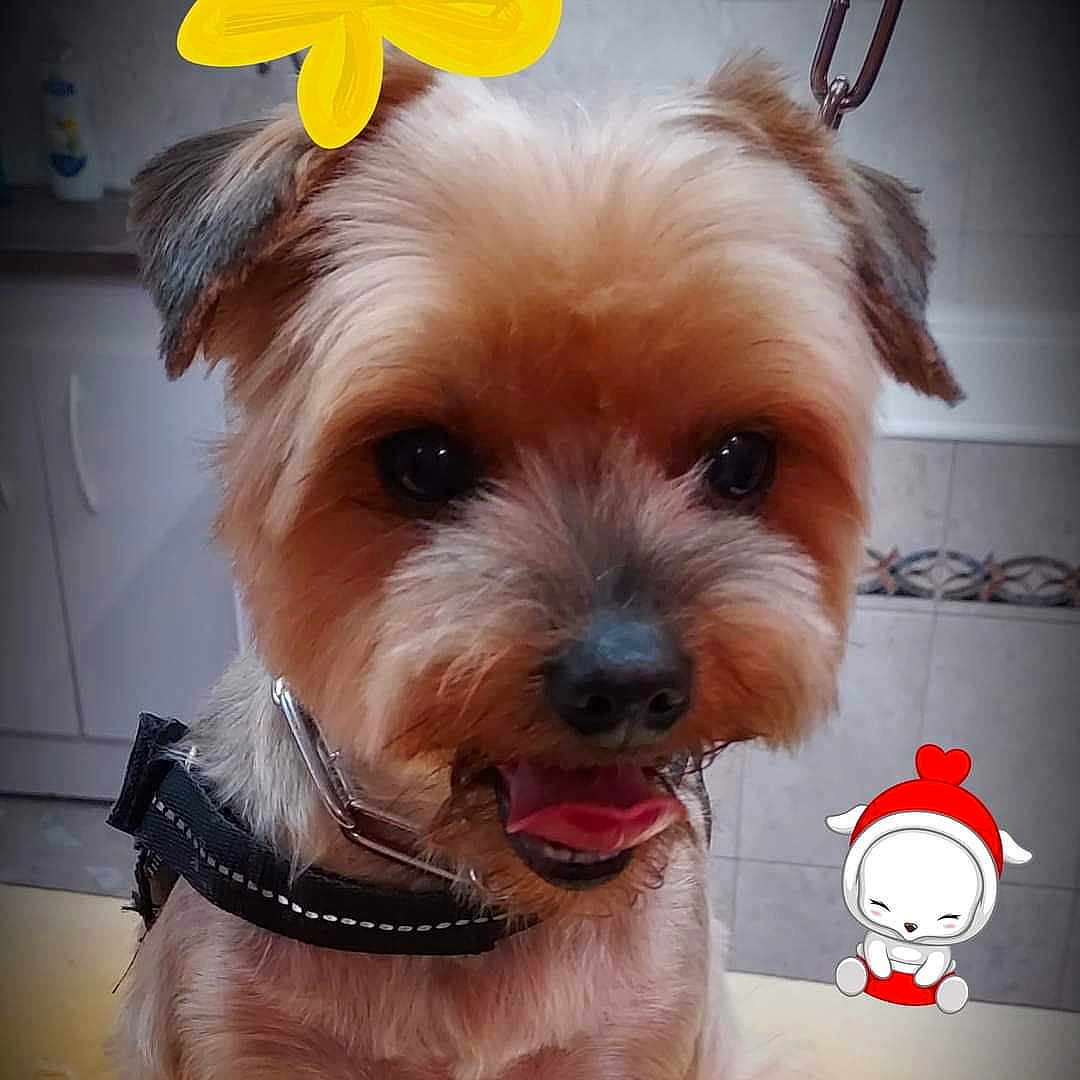 Kiki