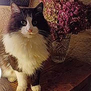 Filou participe au concours pour gagner de l'argent avec cette photo : cat, fluffy, black_and_white, pet, vase, hydrangea, flowers, wooden_table, rustic, stone_wall, indoor, cozy, feline, whiskers, paws, fur, decor, mirror, still_life, portrait