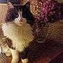cat, fluffy, black_and_white, pet, vase, hydrangea, flowers, wooden_table, rustic, stone_wall, indoor, cozy, feline, whiskers, paws, fur, decor, mirror, still_life, portrait