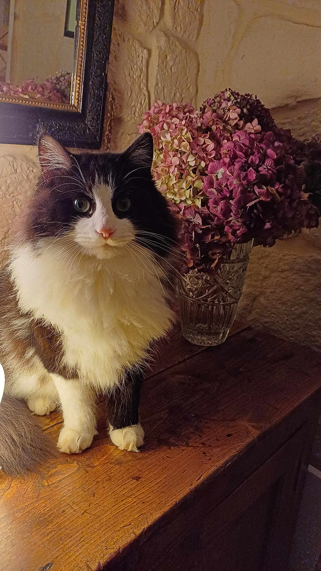 Filou participe au concours pour gagner de l'argent avec cette photo : cat, fluffy, black_and_white, pet, vase, hydrangea, flowers, wooden_table, rustic, stone_wall, indoor, cozy, feline, whiskers, paws, fur, decor, mirror, still_life, portrait