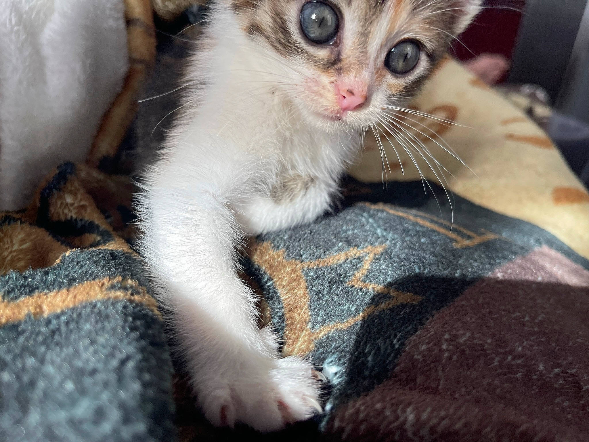 Kiara participe au concours pour gagner de l'argent avec cette photo : carnivore, cat, claw, comfort, domestic_short_haired_cat, ear, eyelash, fawn, felidae, fur, gesture, nail, paw, small_to_medium_sized_cats, snout, tail, terrestrial_animal, whiskers