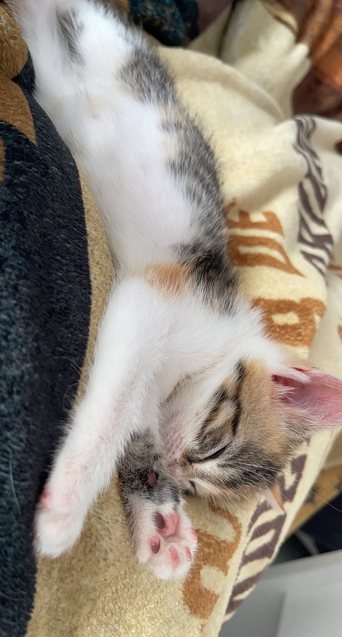 Kiara participe au concours pour gagner de l'argent avec cette photo : carnivore, cat, claw, close_up, comfort, domestic_short_haired_cat, fawn, felidae, fur, nap, pattern, paw, photography, sleep, small_to_medium_sized_cats, snout, tail, terrestrial_animal, whiskers, white