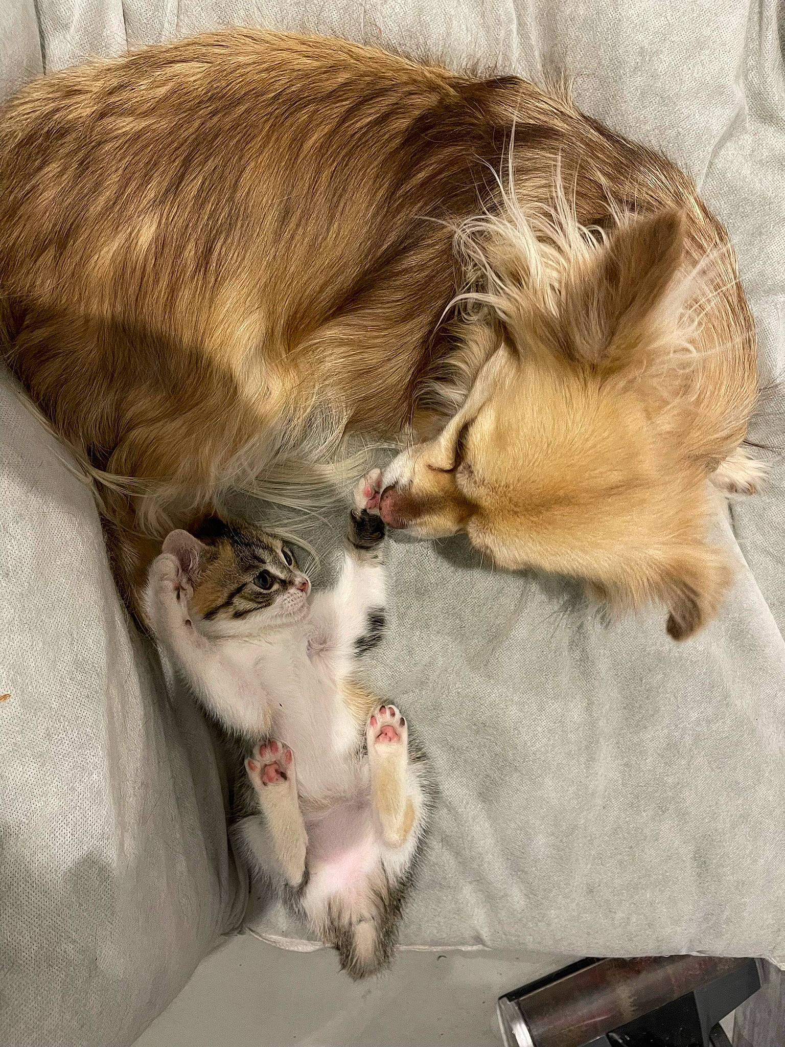 Kiara a rejoint le concours — aidez-le/la à gagner de superbes lots ! bag, carnivore, cat, claw, comfort, companion_dog, dog_breed, fawn, felidae, fur, liver, luggage_and_bags, mammal, nap, paw, small_to_medium_sized_cats, snout, tail, vertebrate, whiskers