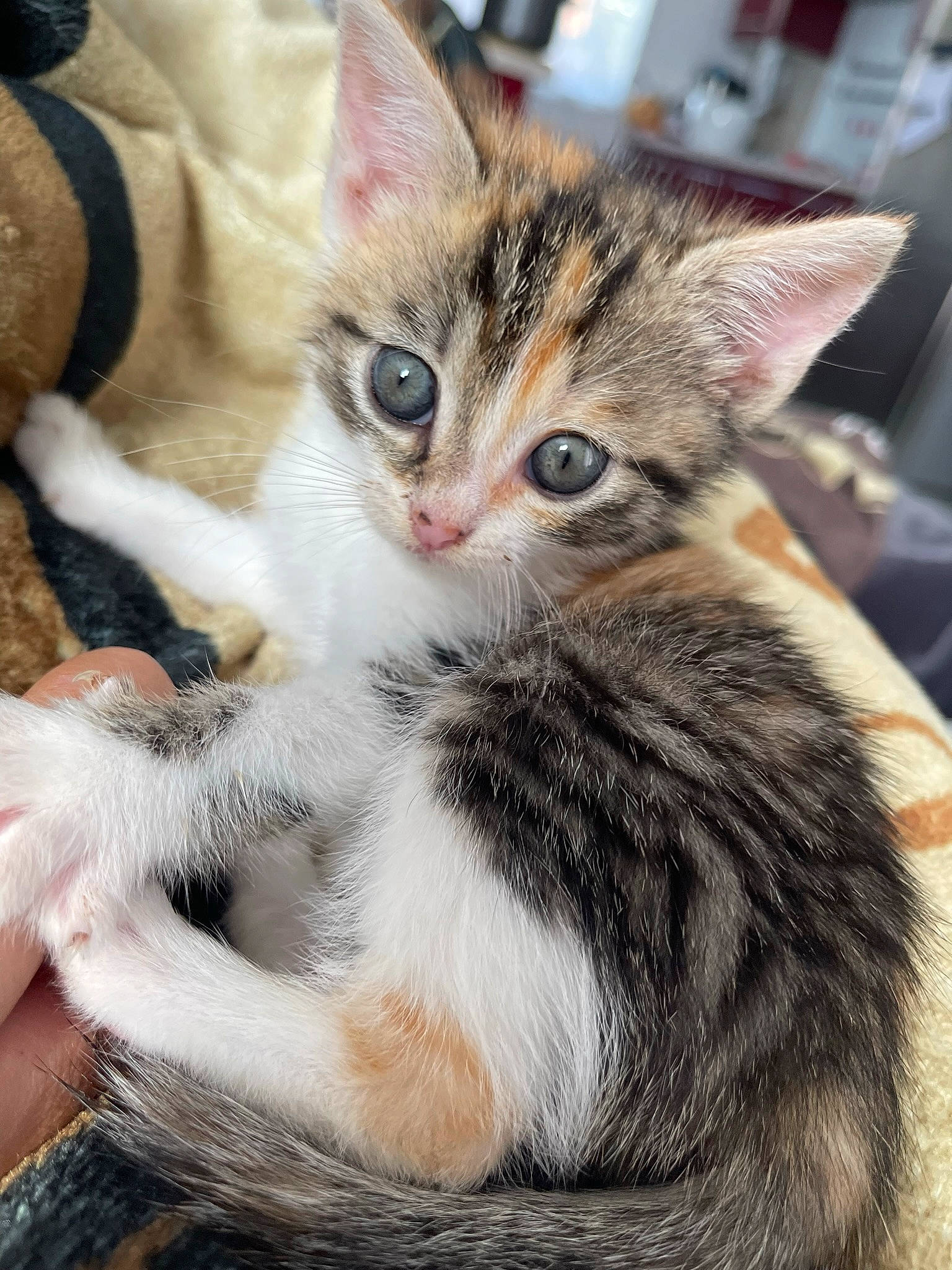 Kiara participe au concours pour gagner de l'argent avec cette photo : carnivore, cat, claw, comfort, domestic_short_haired_cat, felidae, foot, fur, lap, paw, photo_caption, small_to_medium_sized_cats, snout, tail, whiskers