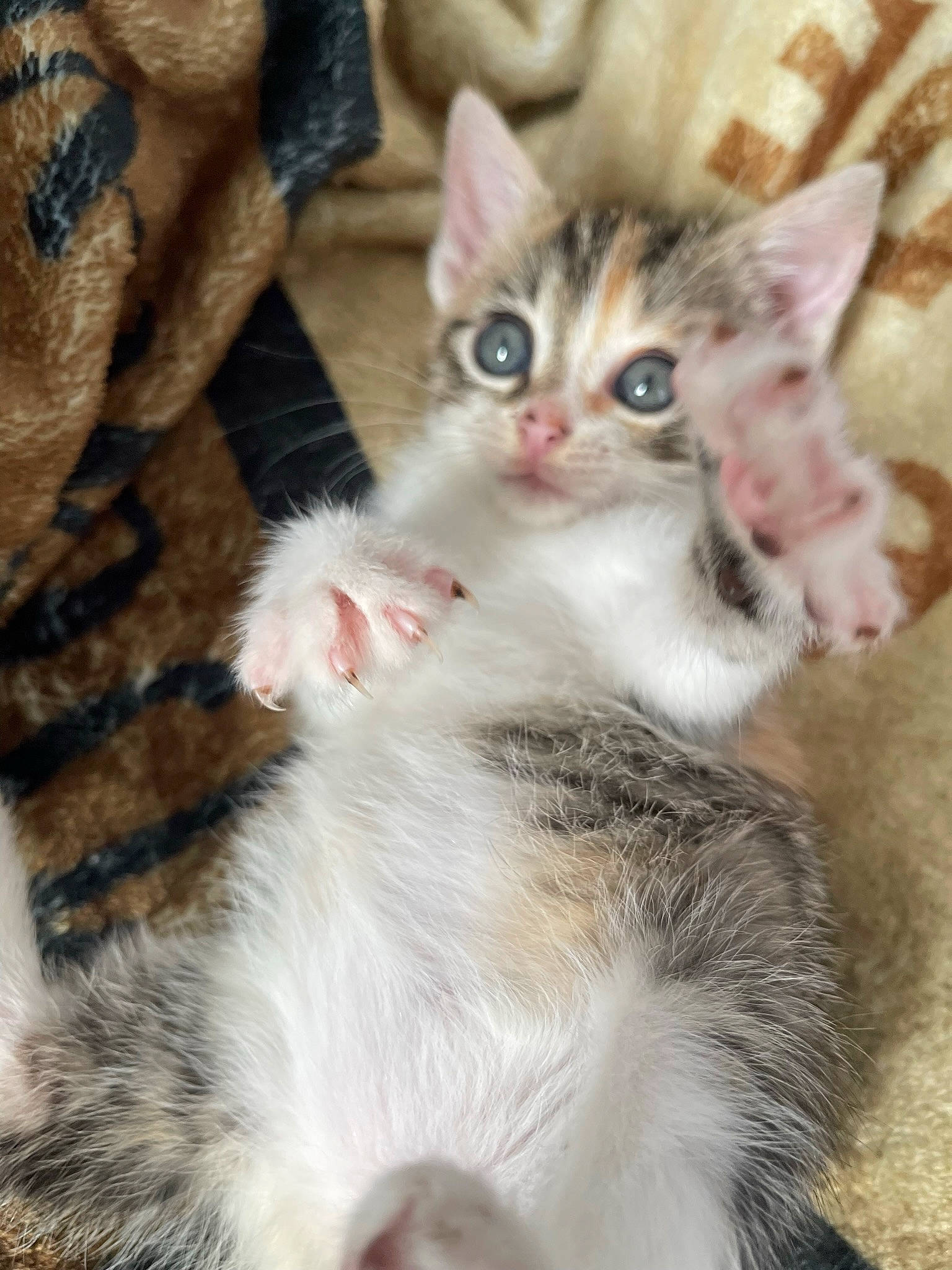 Kiara participe au concours pour gagner de l'argent avec cette photo : carnivore, cat, claw, comfort, domestic_short_haired_cat, eye, fawn, felidae, foot, fur, paw, small_to_medium_sized_cats, snout, tail, whiskers