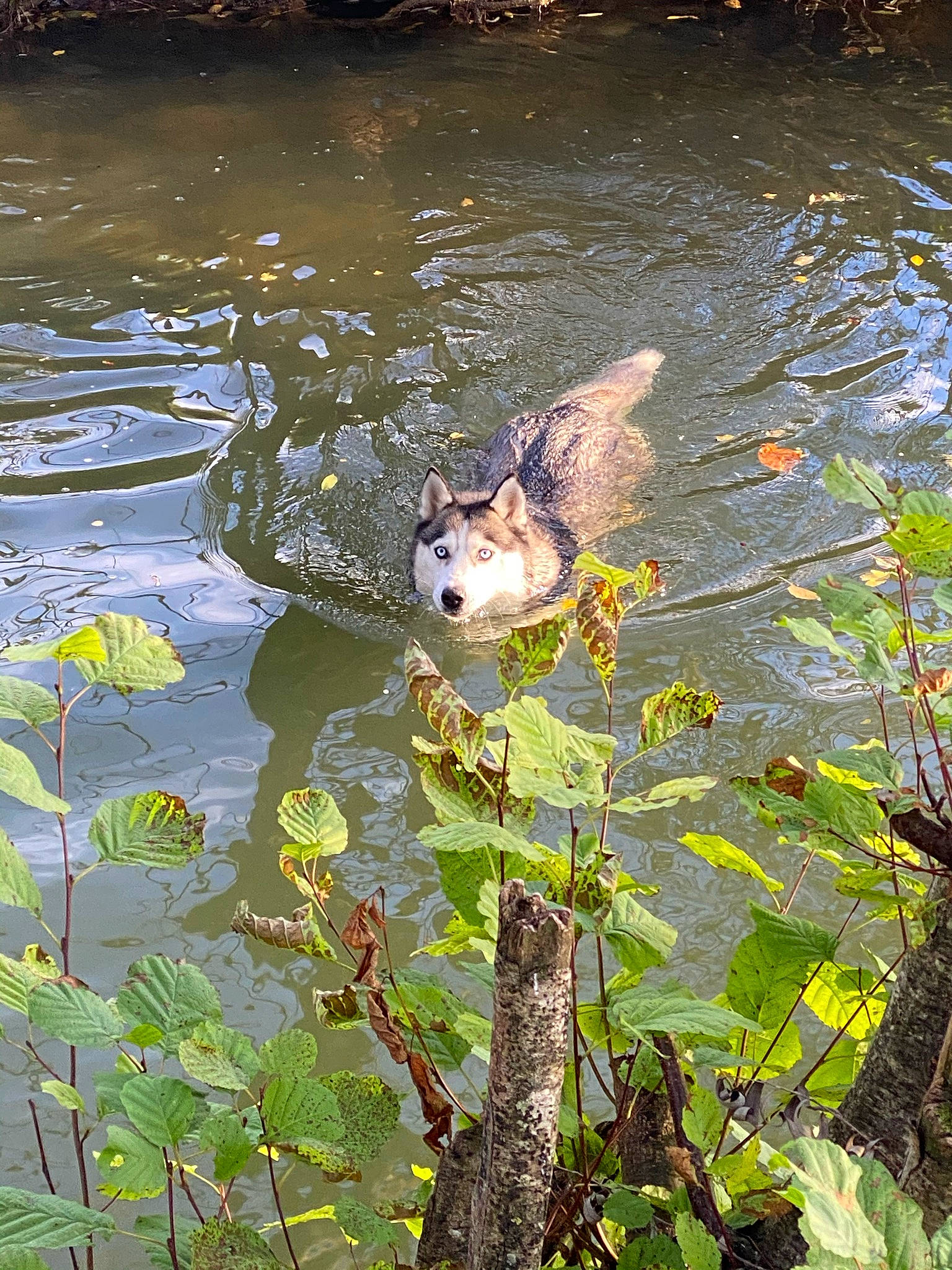 Miya participe au concours pour gagner de l'argent avec cette photo : _geese_and_swans, aquatic_plant, bank, beak, biome, botany, duck, ducks, fawn, freshwater_marsh, grass, groundcover, lake, natural_landscape, plant, rodent, tail, vertebrate, water, watercourse