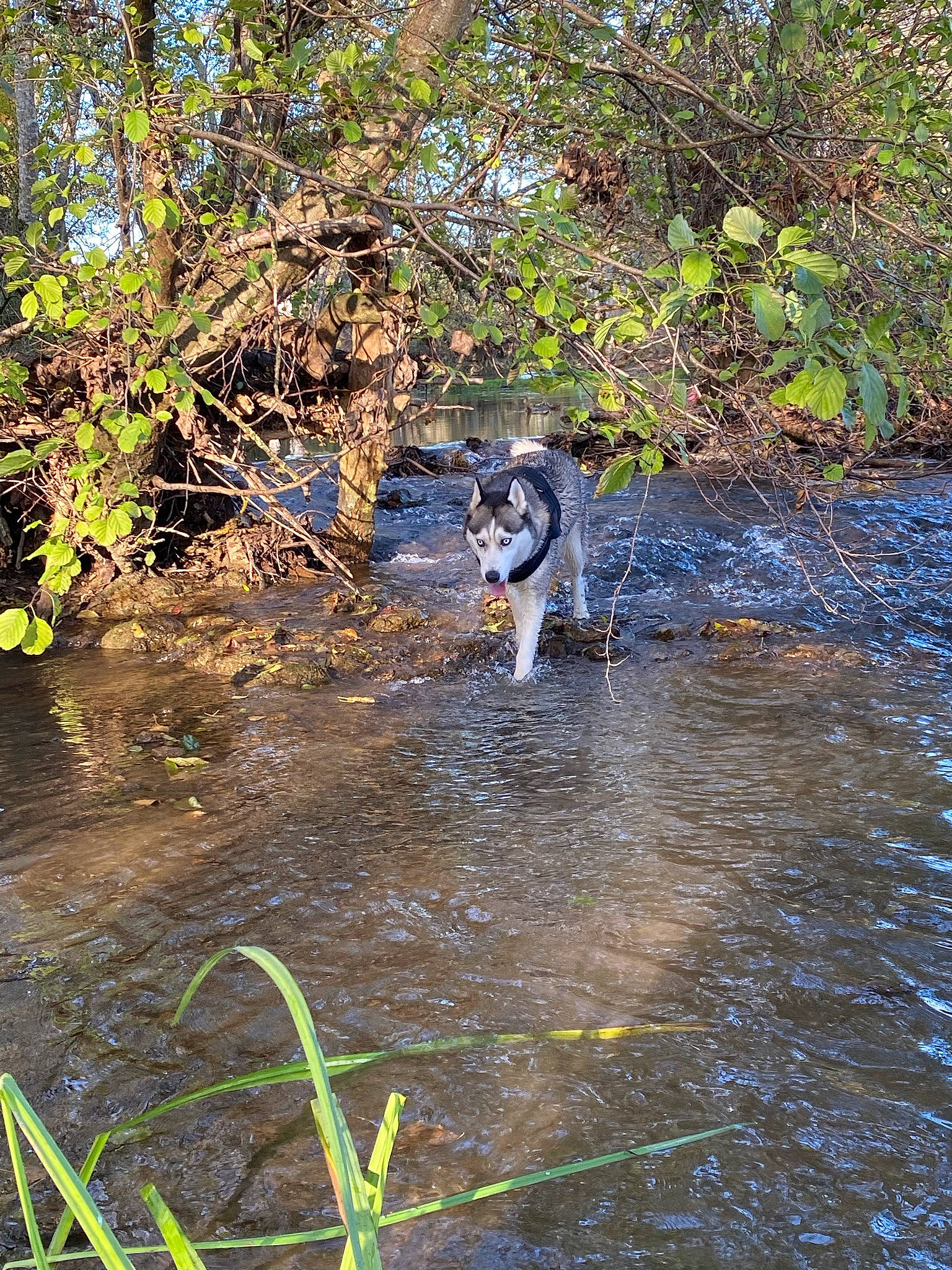 Miya a rejoint le concours — aidez-le/la à gagner de superbes lots ! canidae, carnivore, creek, dog, dog_breed, fluvial_landforms_of_streams, forest, grass, lake, natural_landscape, plant, riparian_forest, riparian_zone, sporting_group, stream, temperate_broadleaf_and_mixed_forest, tree, water, wetland, working_animal