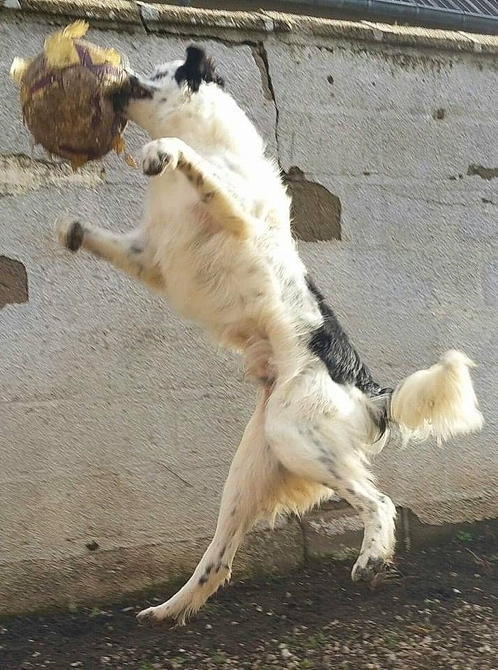 Djack a rejoint le concours — aidez-le/la à gagner de superbes lots ! canidae, carnivore, claw, companion_dog, dog_breed, fawn, fur, sand, snout, sporting_group, tail, terrestrial_animal, wildlife