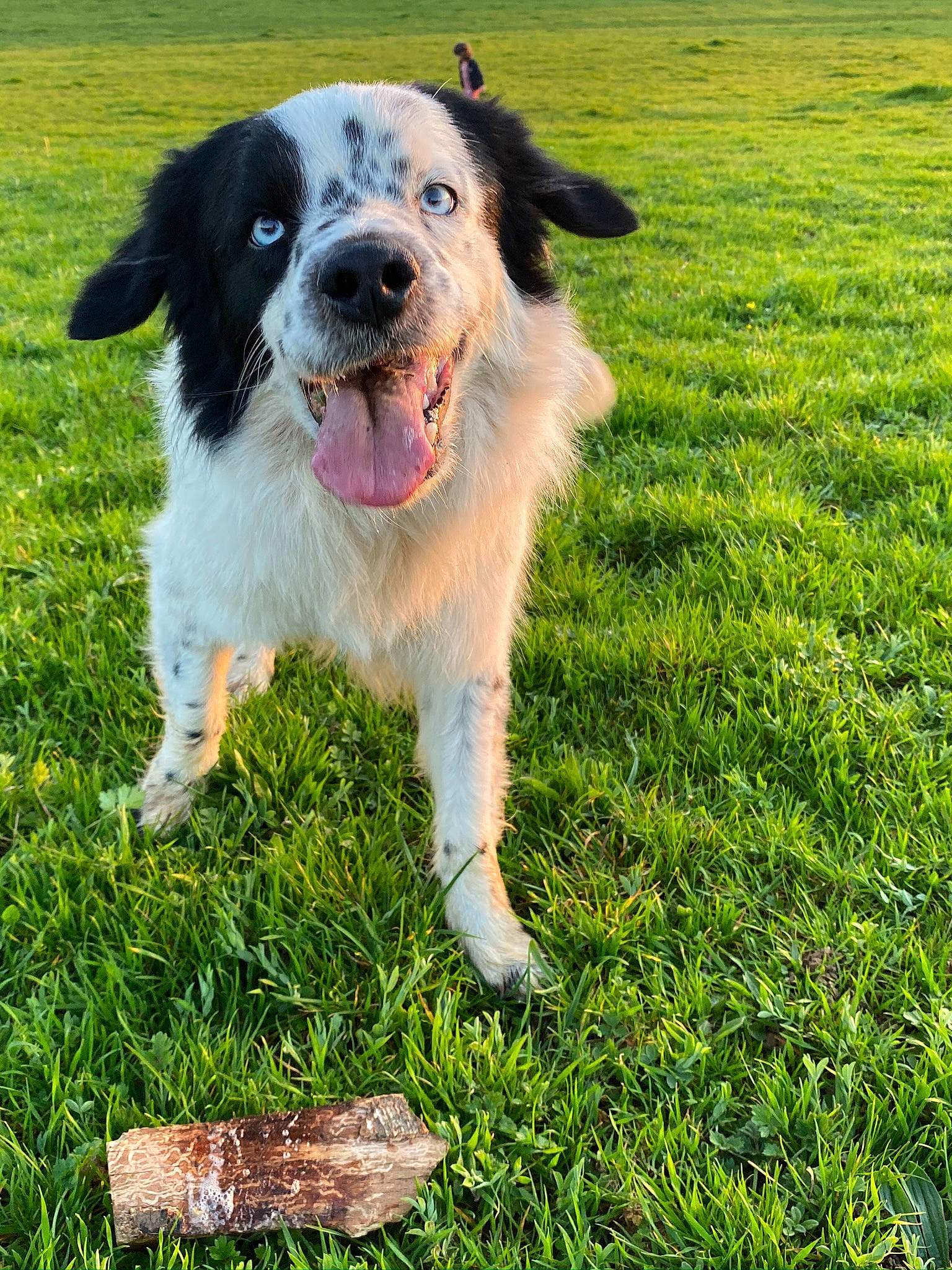 Djack participe au concours pour gagner de l'argent avec cette photo : australian_collie, ball, canidae, carnivore, companion_dog, dog, dog_breed, grass, grassland, groundcover, gun_dog, herding_dog, lawn, people_in_nature, plant, puppy, snout, sporting_group, whiskers, working_dog
