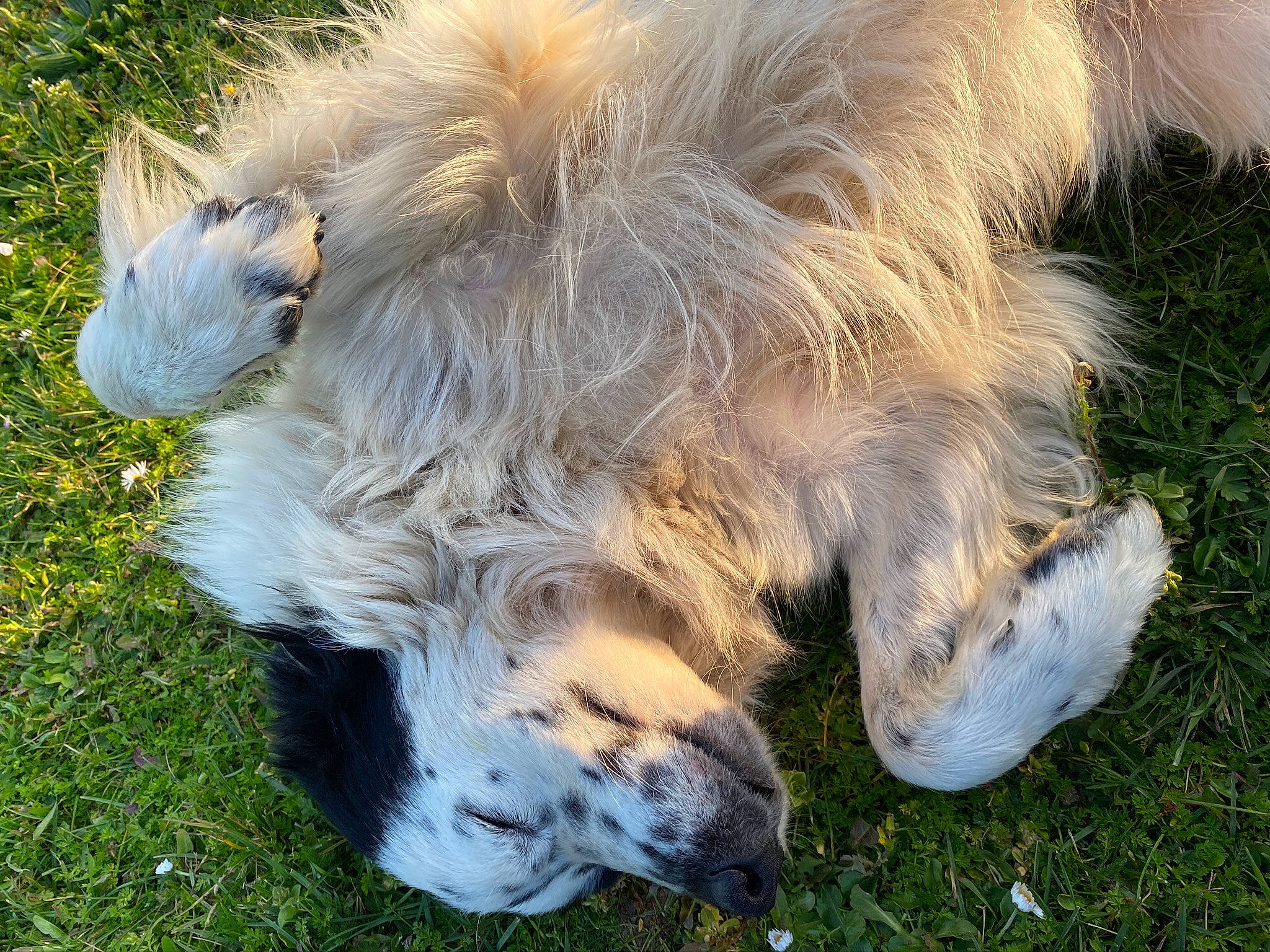 Djack a rejoint le concours — aidez-le/la à gagner de superbes lots ! canidae, carnivore, companion_dog, dog, dog_breed, fawn, fur, goats, grass, grassland, pasture, plant, snout, sporting_group, tail, terrestrial_animal, whiskers, working_animal