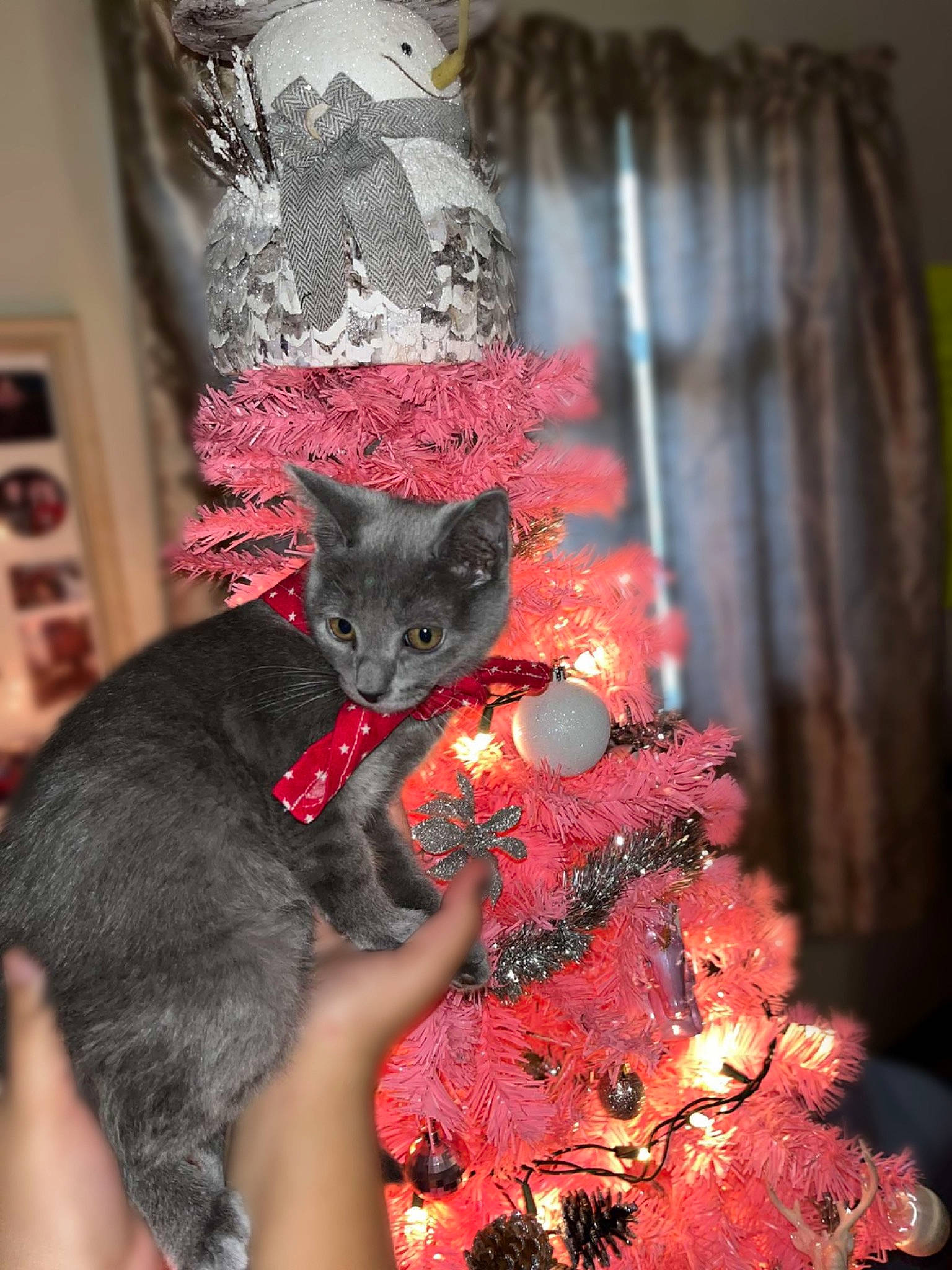 Lilah is registered to the contest to win money with this photo: art, carmine, carnivore, cat, christmas, christmas_decoration, christmas_ornament, christmas_tree, event, fawn, felidae, fur, holiday_ornament, ornament, pink, small_to_medium_sized_cats, snout, tail, tree, whiskers