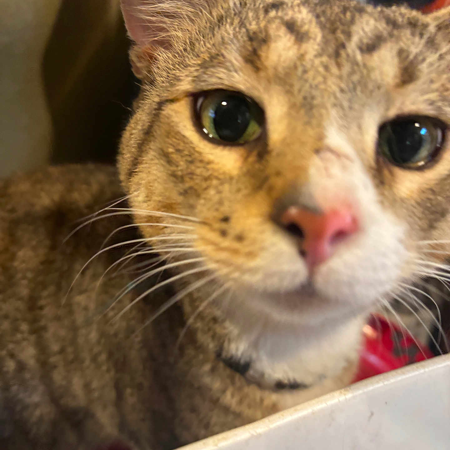 Toby joined the competition — help win amazing prizes! cat, tabby, close_up, whiskers, pink_nose, curious, pet, indoor, feline, animal, fur, face, ears, eyes, focus, domestic, mammal, portrait, closeup, cute