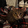 Toby is registered to the contest to win money with this photo: cat, tabby_cat, pet, animal, indoor, basket, blanket, plaid, cozy, fur, whiskers, green_eyes, shoes, sneakers, wooden_wall, home, comfort, resting, curious, domestic