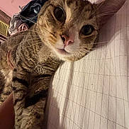 Toby joined the competition — help win amazing prizes! cat, tabby, close_up, bed, bed_sheet, indoor, feline, whiskers, pink_wall, clothes, resting, striped, curious, pet, animal, soft_lighting, cozy, sleeping_area, fabric, domestic