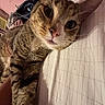 cat, tabby, close_up, bed, bed_sheet, indoor, feline, whiskers, pink_wall, clothes, resting, striped, curious, pet, animal, soft_lighting, cozy, sleeping_area, fabric, domestic