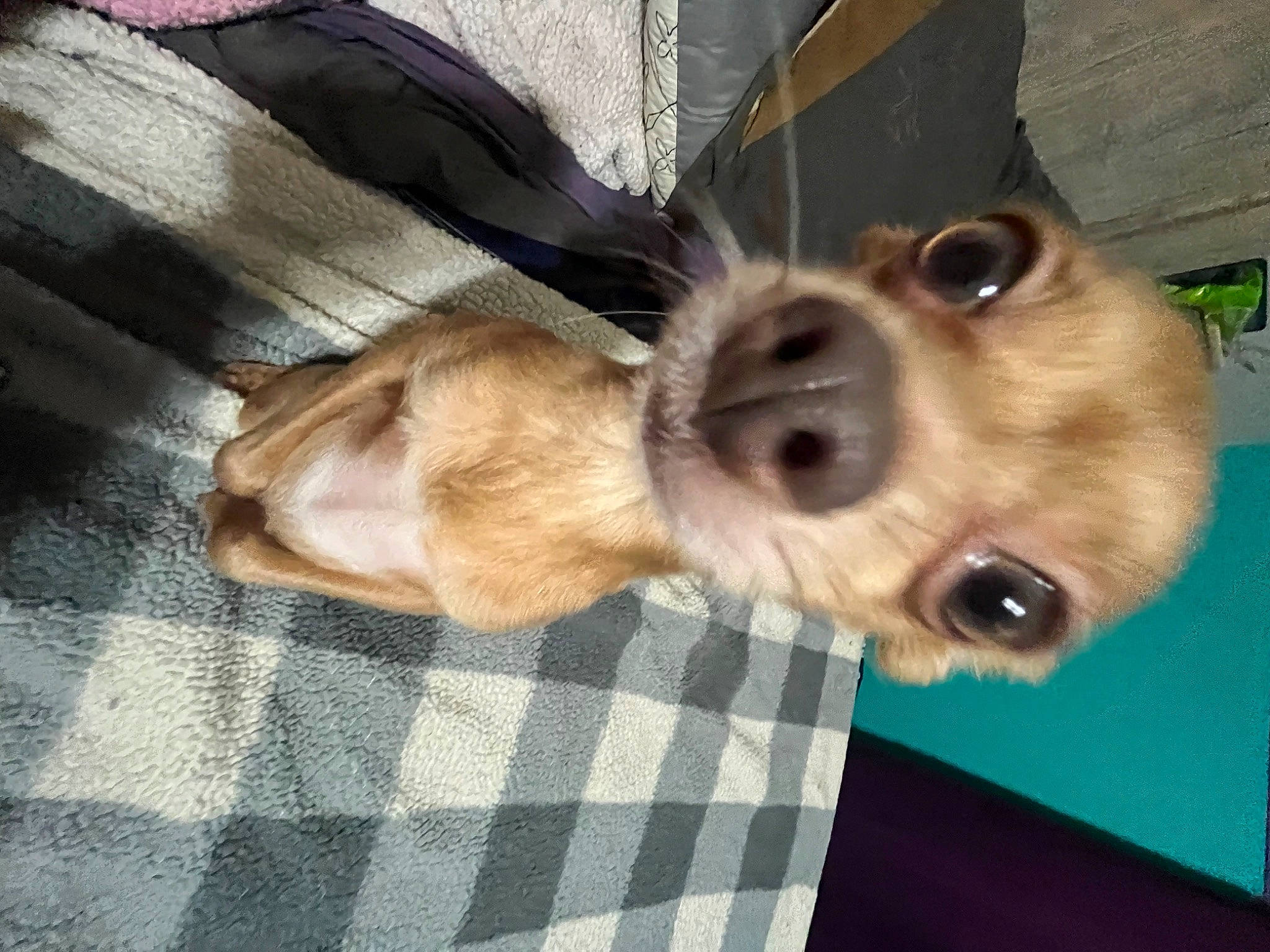 Bella a rejoint le concours — aidez-le/la à gagner de superbes lots ! canidae, carnivore, collar, comfort, companion_dog, dog, dog_breed, dog_supply, fawn, fur, liver, pattern, paw, plaid, snout, sporting_group, tartan, toy_dog, whiskers, working_animal