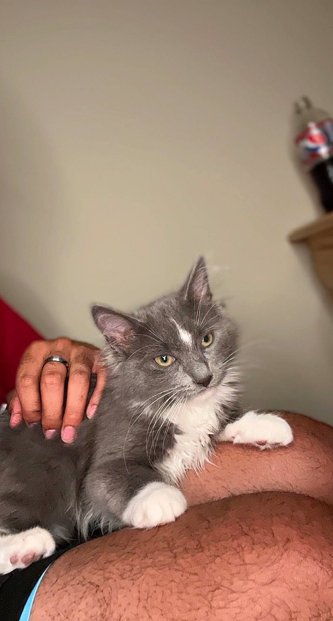 Mercury is registered to the contest to win money with this photo: carnivore, cat, claw, comfort, domestic_short_haired_cat, ear, felidae, foot, fur, gesture, grey, hand, leg, nail, paw, sitting, small_to_medium_sized_cats, snout, tail, whiskers