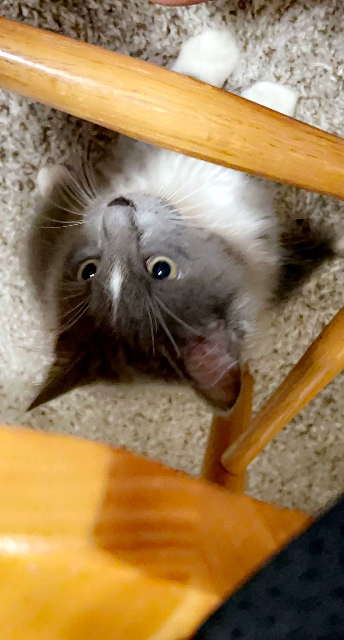 Mercury joined the competition — help win amazing prizes! art, carnivore, cat, cat_supply, comfort, domestic_short_haired_cat, fawn, felidae, fur, hardwood, natural_material, paw, small_to_medium_sized_cats, snout, terrestrial_animal, varnish, whiskers, wood, wood_stain