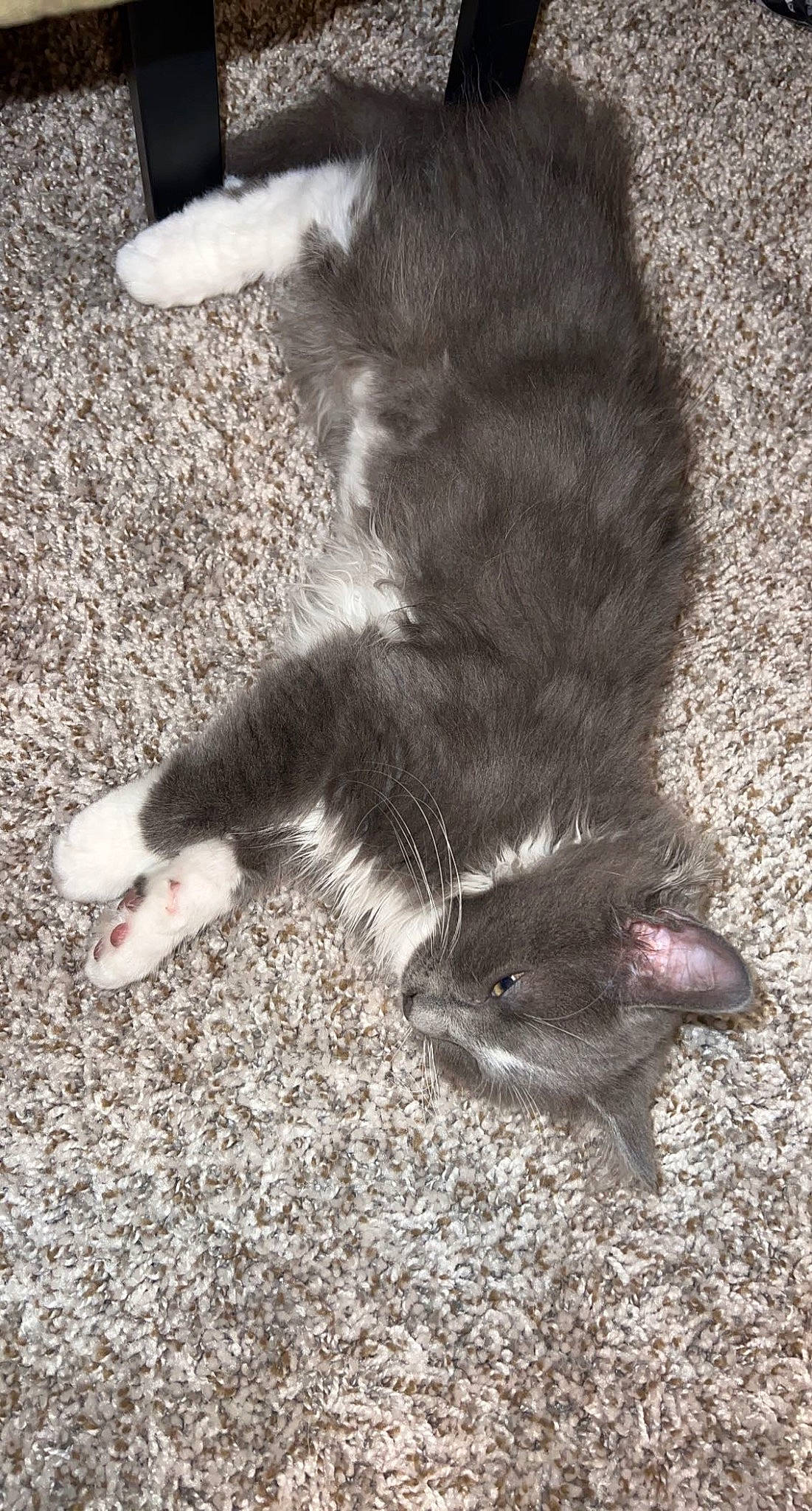 Mercury joined the competition — help win amazing prizes! carnivore, cat, claw, comfort, domestic_short_haired_cat, felidae, foot, fur, human_leg, marsupial, muroidea, paw, rodent, small_to_medium_sized_cats, snout, tail, terrestrial_animal, toe, whiskers, wildlife