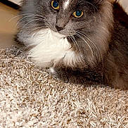 Mercury joined the competition — help win amazing prizes! carpet, cat, close_up, cute, ears, feline, fluffy, fur, golden_eyes, gray_cat, indoor, long_hair, nose, paw, pet, portrait, relaxed, sitting, whiskers, white_chest