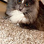 carpet, cat, close_up, cute, ears, feline, fluffy, fur, golden_eyes, gray_cat, indoor, long_hair, nose, paw, pet, portrait, relaxed, sitting, whiskers, white_chest