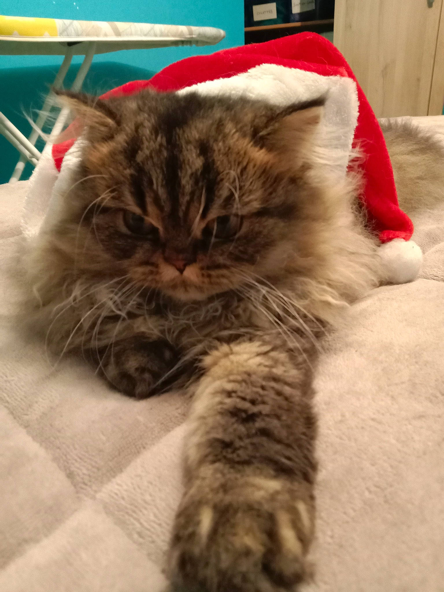 Caline participe au concours pour gagner de l'argent avec cette photo : british_longhair, carnivore, cat, claw, comfort, domestic_short_haired_cat, fawn, felidae, flooring, fur, paw, small_to_medium_sized_cats, snout, tail, terrestrial_animal, whiskers