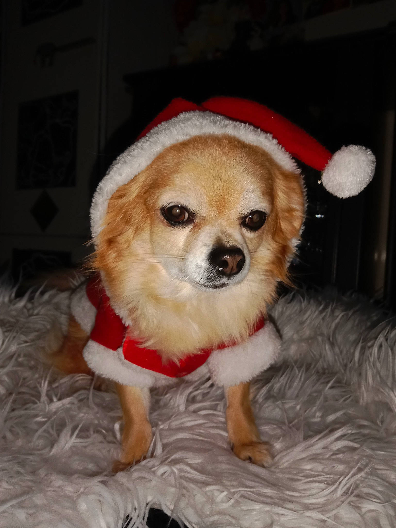 Chipie a rejoint le concours — aidez-le/la à gagner de superbes lots ! canidae, carnivore, companion_dog, couch, dog, dog_breed, dog_clothes, dog_supply, fawn, firefighter, fur, hat, paw, puppy, snout, sporting_group, sunglasses, toy_dog, whiskers, working_animal