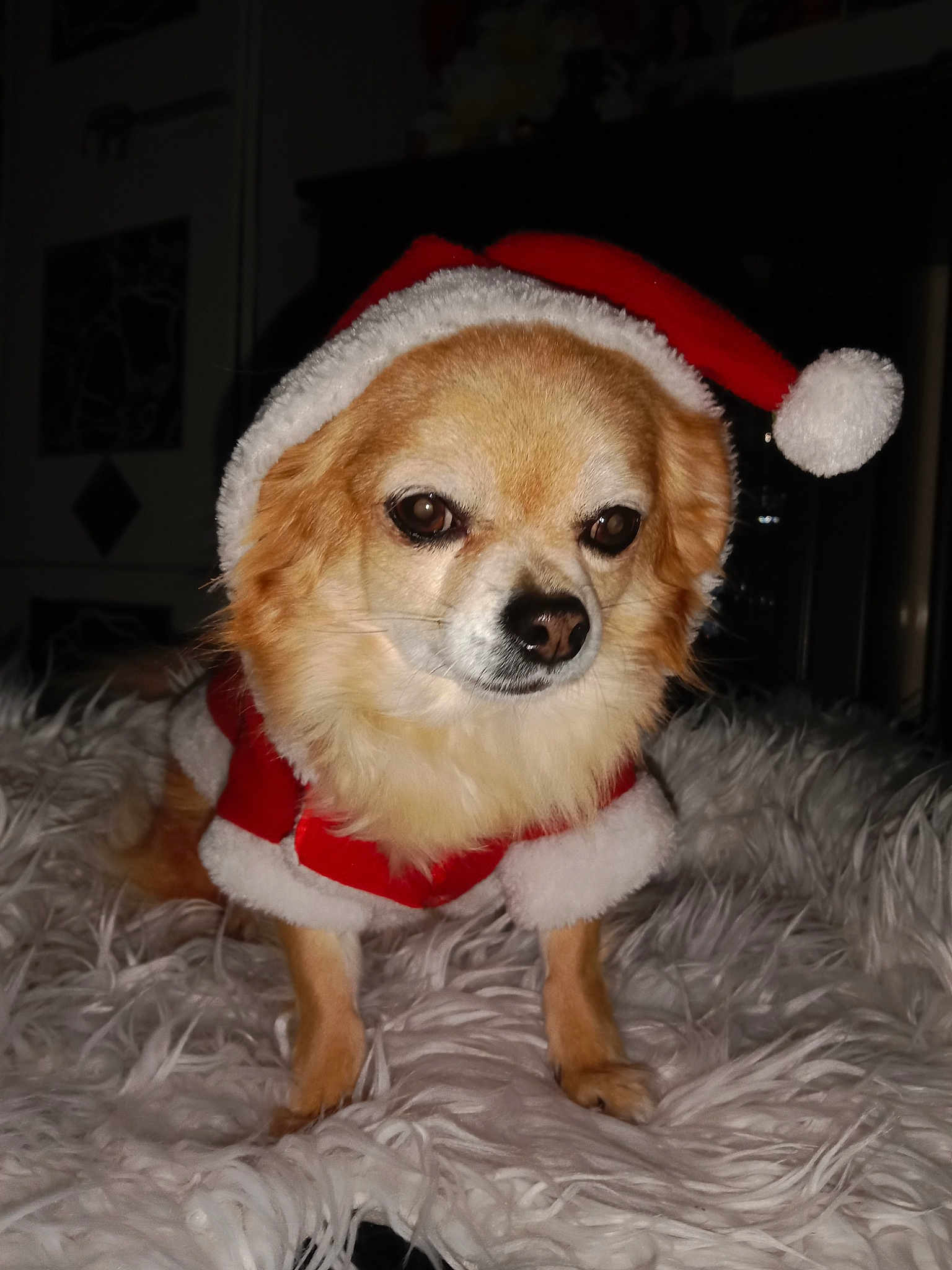 Chipie