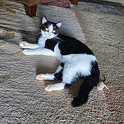 Darla is registered to the contest to win money with this photo: cat, black_and_white, pet, indoor, carpet, plush_toy, mouse_toy, relaxed, feline, animal, yellow_eyes, fur, whiskers, paws, tail, home, floor, curious, domestic_cat, resting