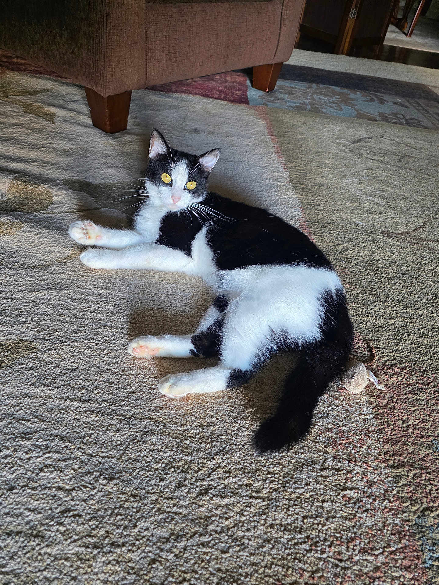 Darla is registered to the contest to win money with this photo: cat, black_and_white, pet, indoor, carpet, plush_toy, mouse_toy, relaxed, feline, animal, yellow_eyes, fur, whiskers, paws, tail, home, floor, curious, domestic_cat, resting