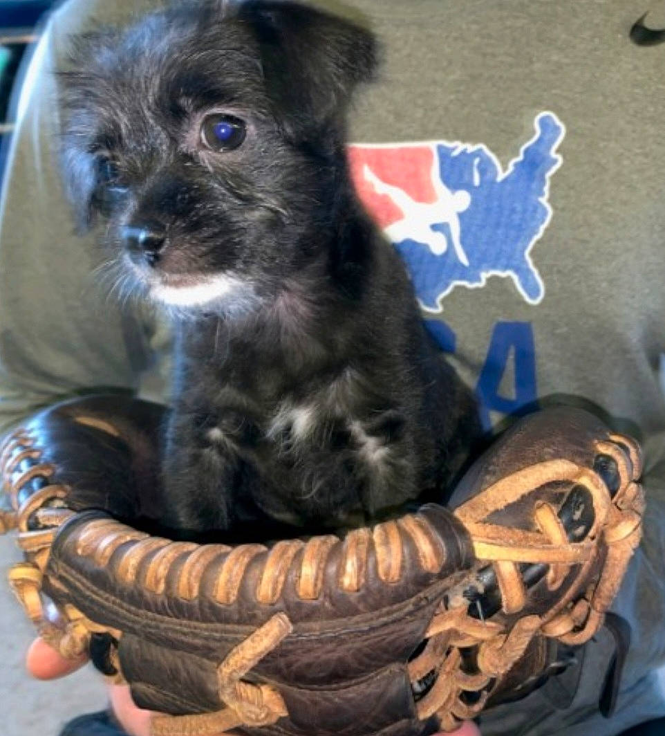 Shandy joined the competition — help win amazing prizes! bag, basket, canidae, carnivore, companion_dog, dog, dog_bed, dog_breed, dog_supply, electric_blue, fashion_accessory, fur, paw, pet_supply, snout, sporting_group, terrestrial_animal, toy_dog, whiskers, working_animal