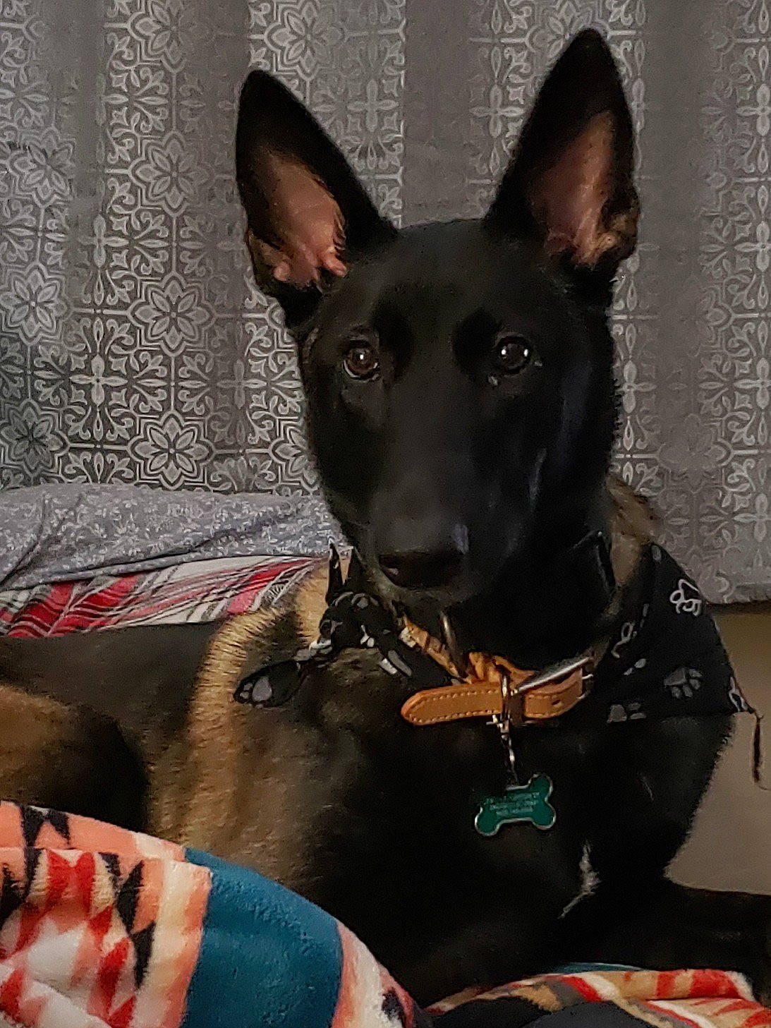 Koko is registered to the contest to win money with this photo: canidae, carnivore, collar, comfort, companion_dog, dog, dog_breed, dog_collar, dog_supply, guard_dog, non_sporting_group, snout, sporting_group, terrestrial_animal, whiskers, working_animal, working_dog