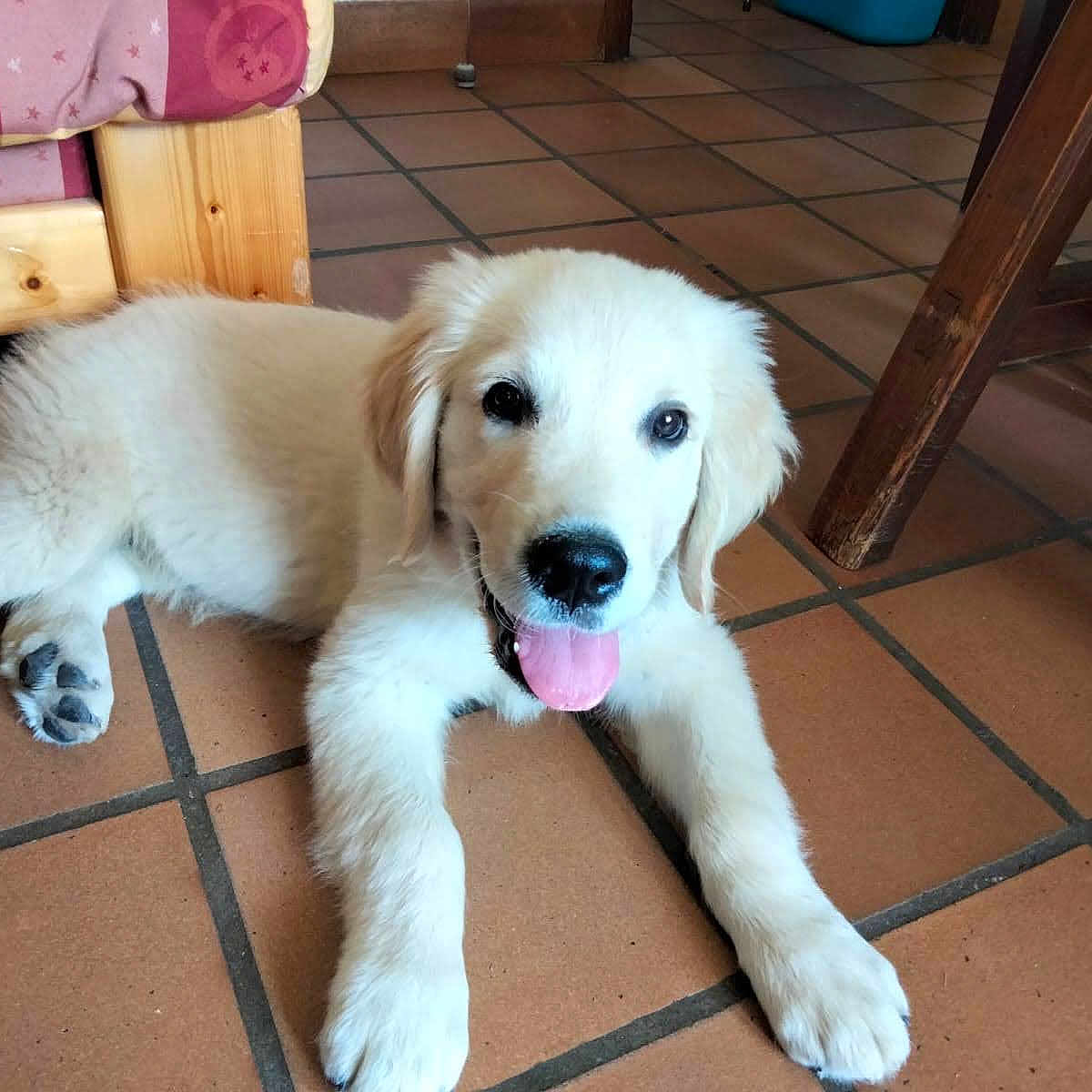 Sheffield participe au concours pour gagner de l'argent avec cette photo : animal, bed, blanket, cute, dog, floor, fur, golden_retriever, happy, indoor, looking_at_camera, paw, pet, playful, puppy, resting, tile, tongue_out, wooden_furniture, young