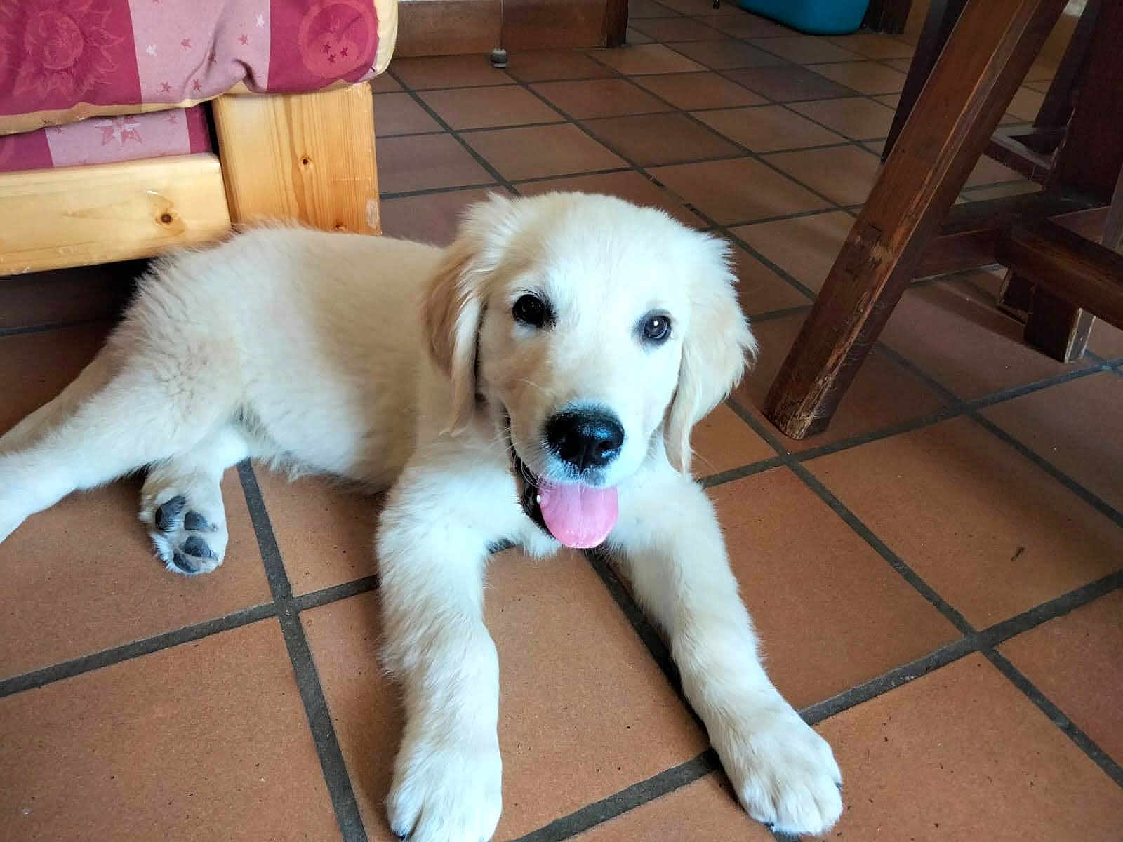 Sheffield participe au concours pour gagner de l'argent avec cette photo : puppy, dog, golden_retriever, indoor, floor, tile, tongue_out, happy, young, pet, animal, wooden_furniture, bed, blanket, resting, cute, fur, paw, looking_at_camera, playful