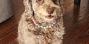 Hazel is registered to the contest to win money with this photo: dog, pet, bead_necklace, curly_fur, brown_fur, indoor, wood_floor, sitting, looking_up, animal, companion, cute, small_dog, home, furniture_leg, flooring, canine, domestic_animal, portrait, friendly