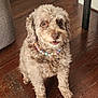 dog, pet, bead_necklace, curly_fur, brown_fur, indoor, wood_floor, sitting, looking_up, animal, companion, cute, small_dog, home, furniture_leg, flooring, canine, domestic_animal, portrait, friendly