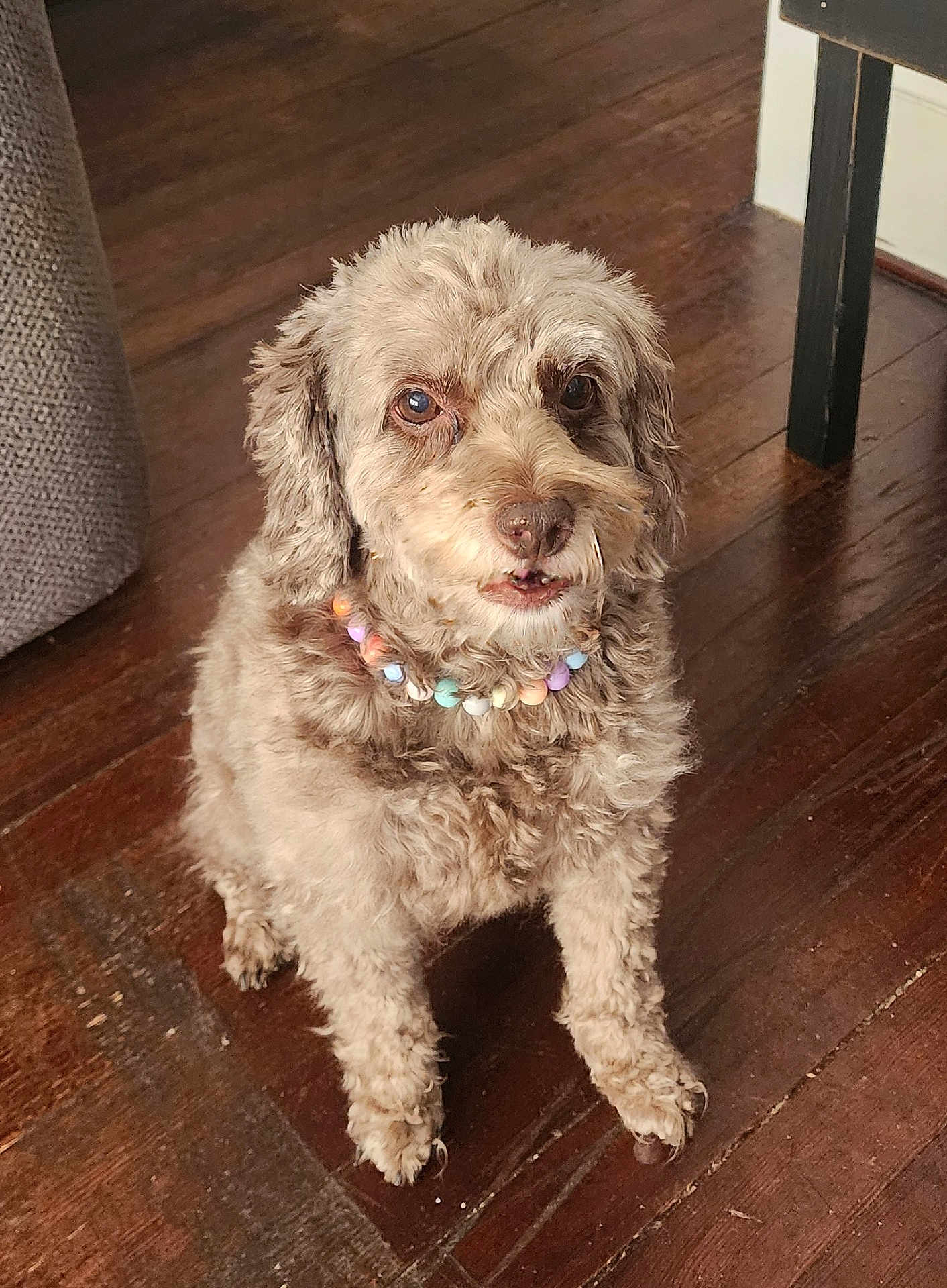 Hazel is registered to the contest to win money with this photo: dog, pet, bead_necklace, curly_fur, brown_fur, indoor, wood_floor, sitting, looking_up, animal, companion, cute, small_dog, home, furniture_leg, flooring, canine, domestic_animal, portrait, friendly