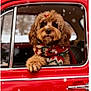 Hazel is registered to the contest to win money with this photo: dog, red_car, vintage_car, snow, winter, holiday, scarf, pine_branches, festive, window, pet, cute, fluffy, bow, outdoor, seasonal, animal, christmas, cold, cozy