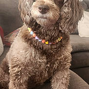 Hazel is registered to the contest to win money with this photo: dog, brown_fur, beaded_necklace, pet, indoor, couch, furniture, living_room, fluffy, curly_fur, close_up, portrait, sitting, domestic_animal, canine, companion, cute, household, relaxed, animal