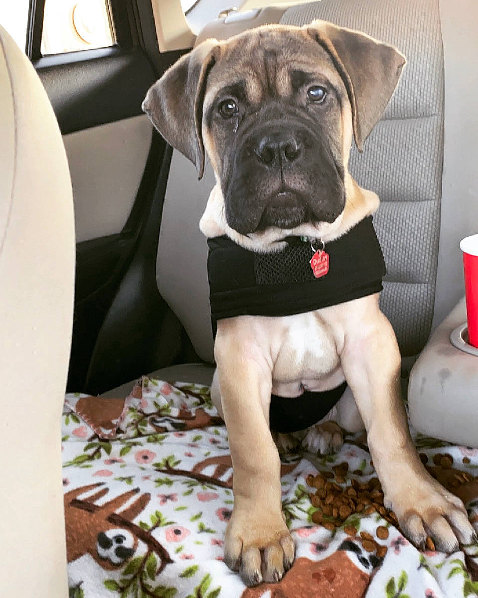 Dudley is registered to the contest to win money with this photo: car_seat_cover, carnivore, chair, collar, comfort, companion_dog, cuisine, dog, dog_breed, dog_clothes, dog_collar, dog_supply, fawn, molosser, pug, snout, toy_dog, window, working_animal, wrinkle