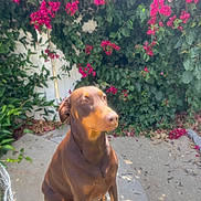 Rosie joined the competition — help win amazing prizes! dog, doberman, pet, animal, outdoor, garden, flower, pink_flower, greenery, plant, sunlight, concrete, sitting, canine, nature, leaf, summer, daylight, portrait, calm