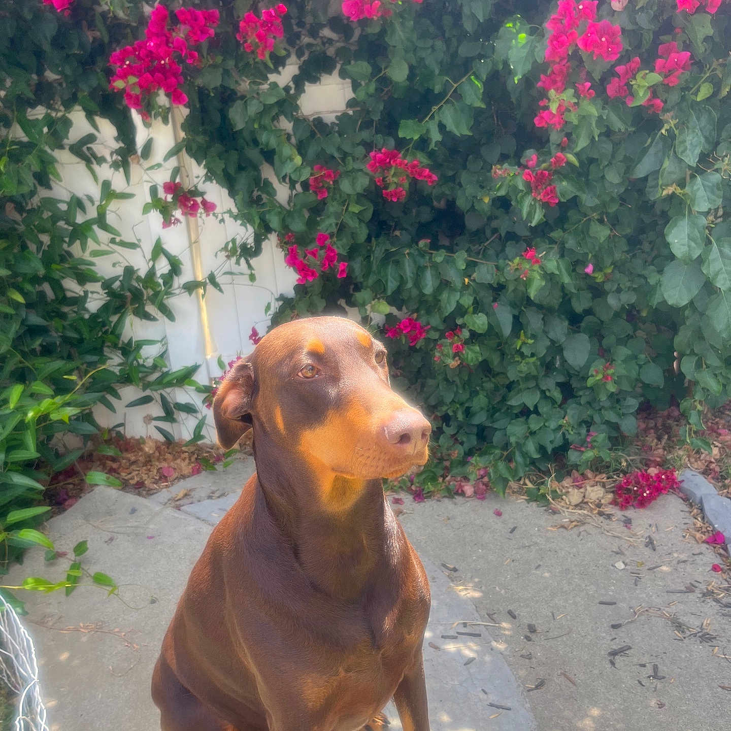 Rosie