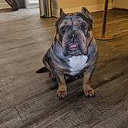 Crayola joined the competition — help win amazing prizes! bulldog, dog, pet, indoor, wooden_floor, tongue_out, home, animal, canine, flooring, curious, sitting, mammal, domestic_animal, companion, brown, black, white, ears, face