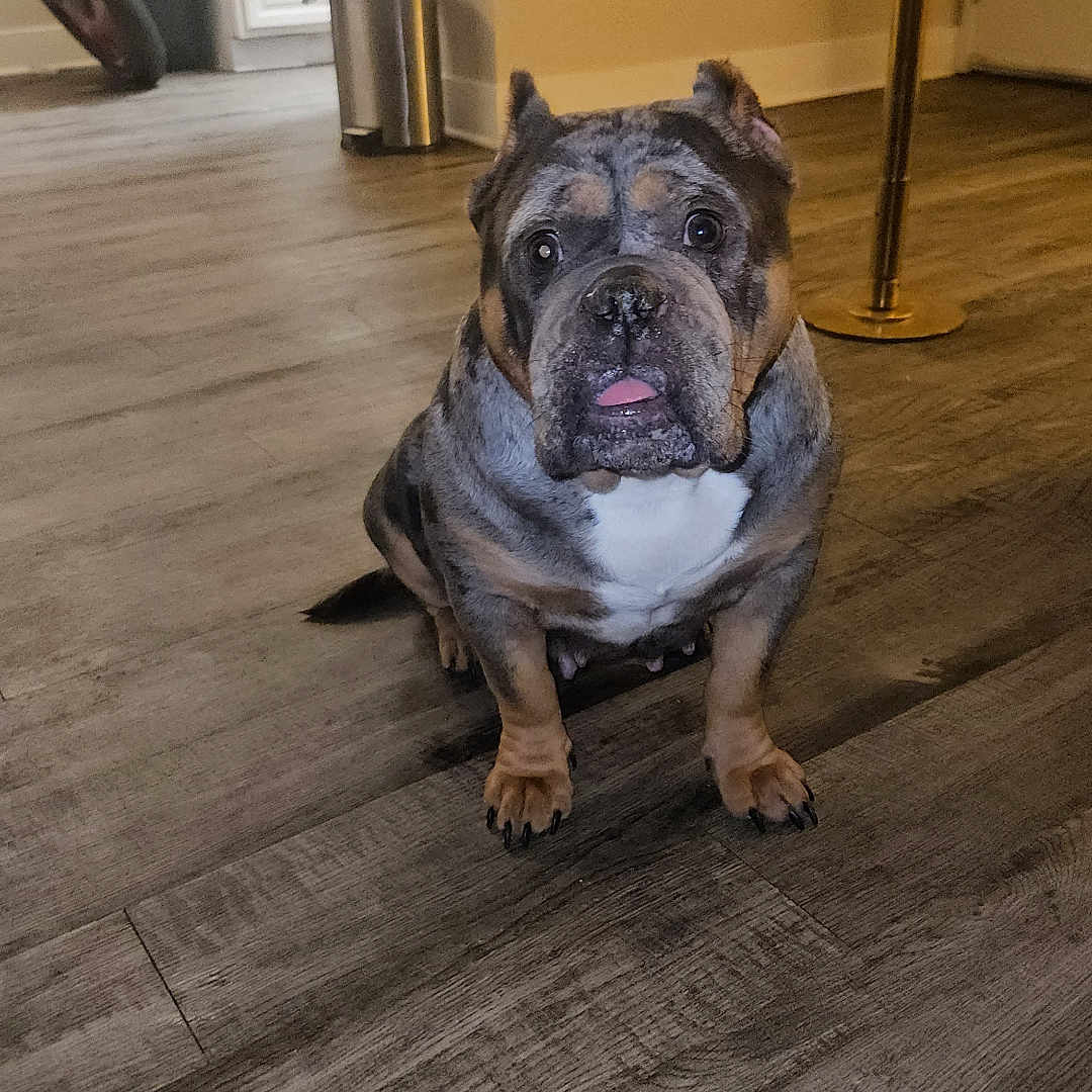 Crayola joined the competition — help win amazing prizes! animal, black, brown, bulldog, canine, companion, curious, dog, domestic_animal, ears, face, flooring, home, indoor, mammal, pet, sitting, tongue_out, white, wooden_floor