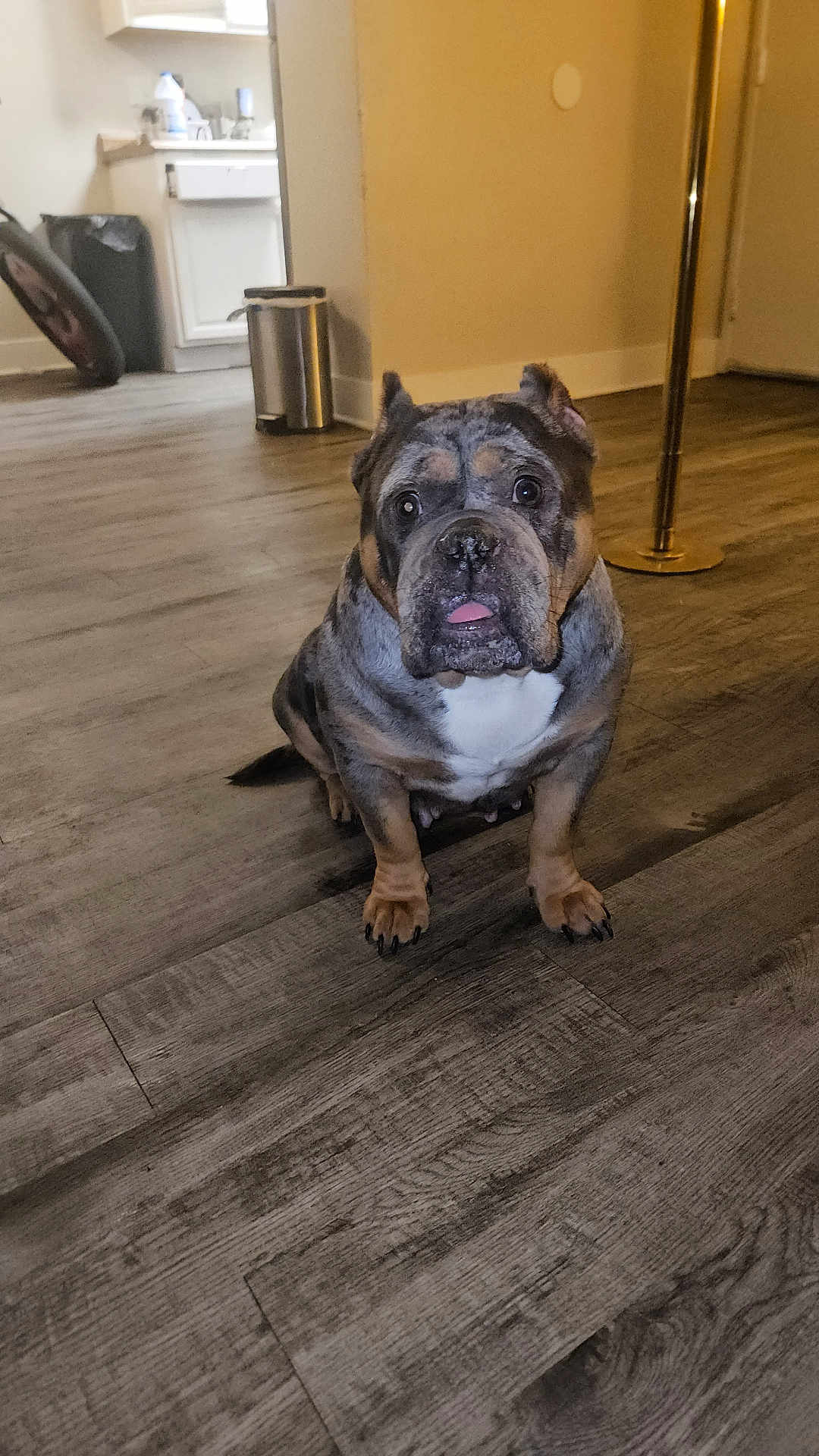 Crayola joined the competition — help win amazing prizes! bulldog, dog, pet, indoor, wooden_floor, tongue_out, home, animal, canine, flooring, curious, sitting, mammal, domestic_animal, companion, brown, black, white, ears, face