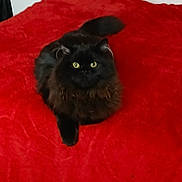 Sonya is registered to the contest to win money with this photo: animal, black_cat, blanket, cat, cozy, cute, domestic_animal, feline, fluffy, fur, indoor, looking_at_camera, pet, red_blanket, relaxed, resting, soft_texture, tail, whiskers, yellow_eyes