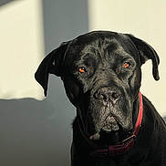 Togo participe au concours pour gagner de l'argent avec cette photo : animal, black_dog, canine, close_up, collar, dog, domestic_animal, ears, expression, face, fur, indoor, mammal, nose, pet, portrait, shadow, sunlight, wall, whiskers