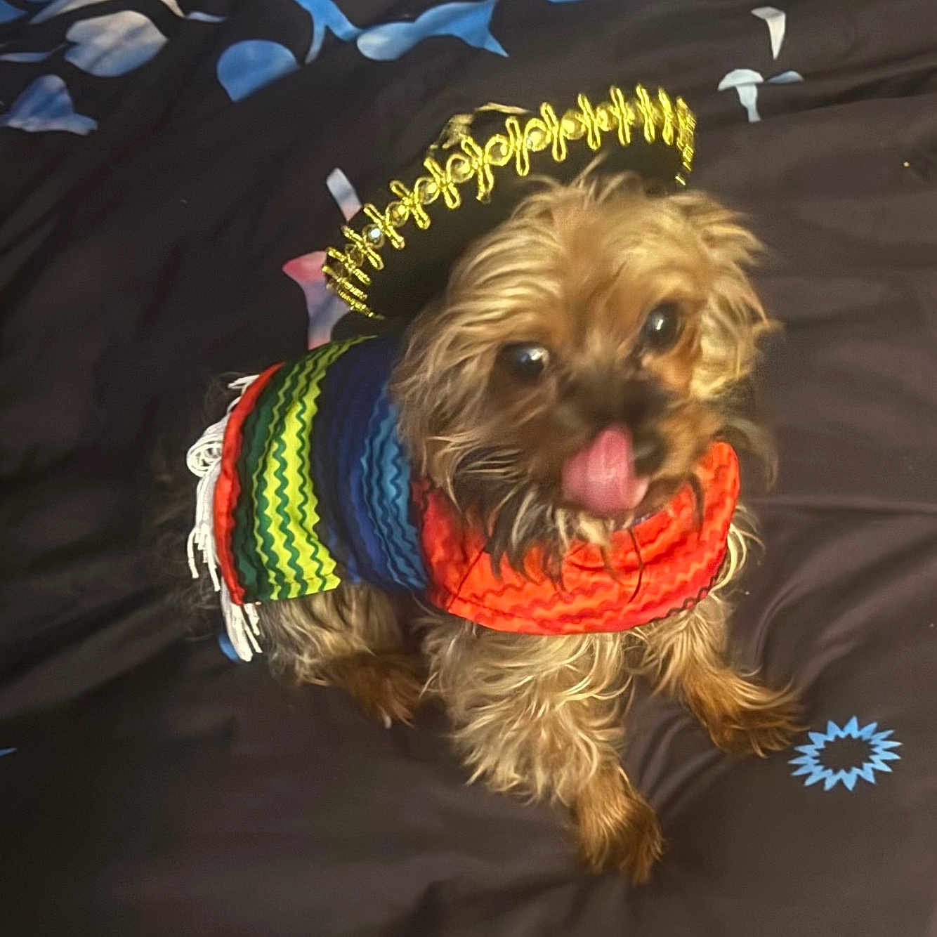 Chase is registered to the contest to win money with this photo: animal, bed, bedding, black_background, blue_pattern, celebration, colorful_clothing, costume, cute, dog, funny, furry, indoor, looking_up, pet, playful, portrait, small_dog, sombrero, tongue_out