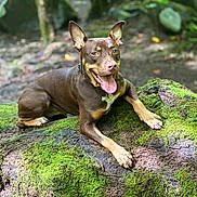 Duck joined the competition — help win amazing prizes! dog, brown_dog, moss, log, forest, outdoor, nature, happy, tongue_out, animal, pet, canine, ears_up, smiling, wood, green, sunlight, tree, mossy, relaxed